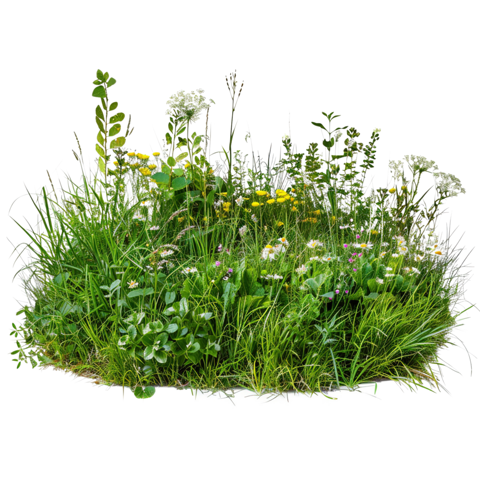 A mixed prairie grass bed in early summer, lush and vibrant green with occasional wildflowers, isolated on a transparent background png