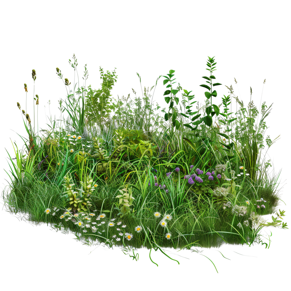 A mixed prairie grass bed in early summer, lush and vibrant green with occasional wildflowers, isolated on a transparent background png
