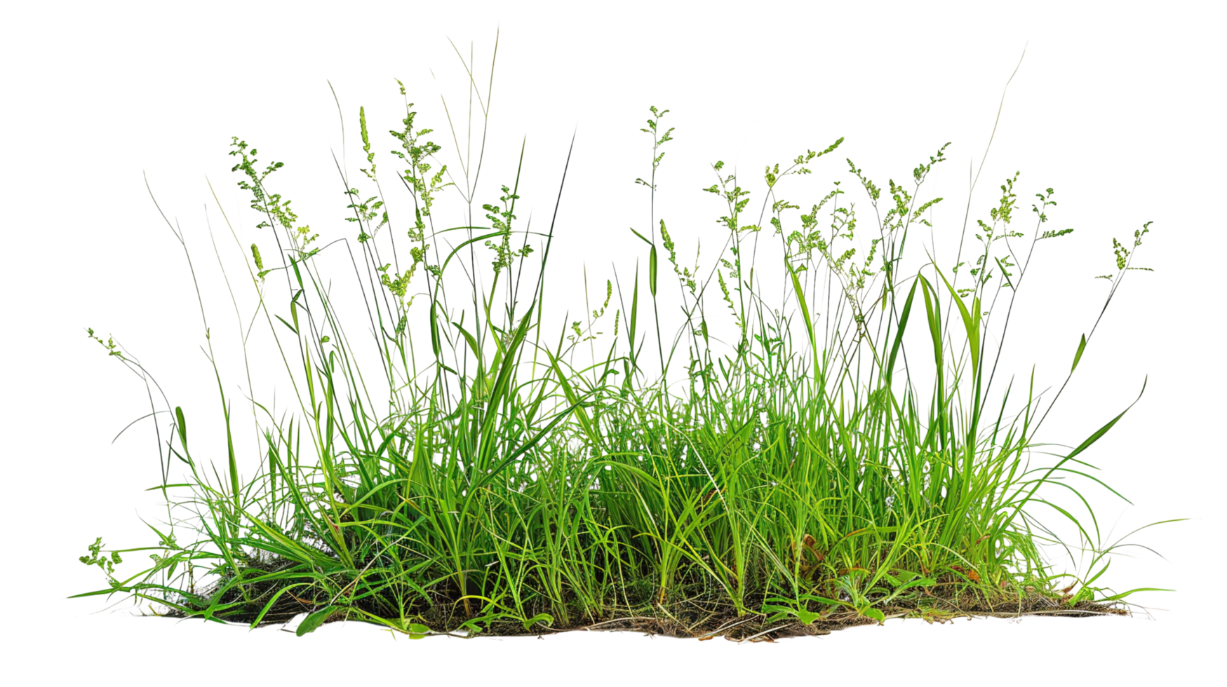 A mixed prairie grass bed in spring, fresh green shoots emerging, isolated on a transparent background png