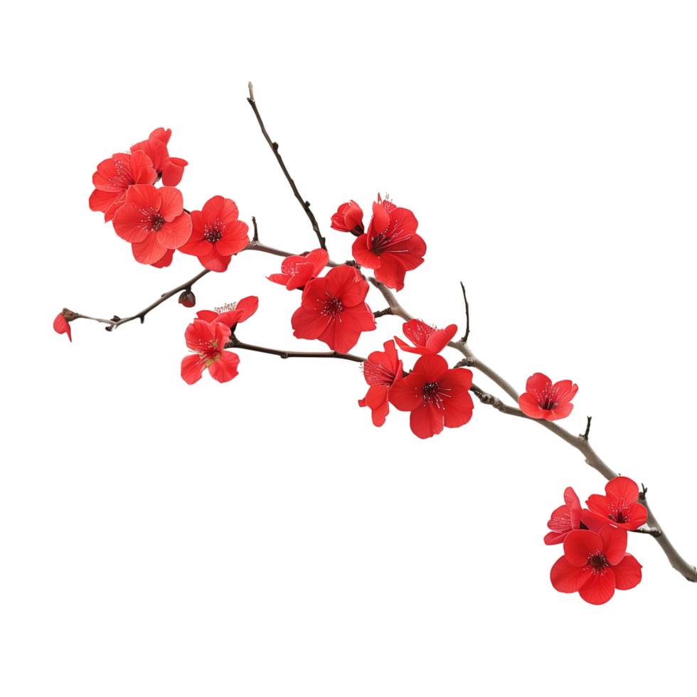 A single branch of vibrant red flowers center isolated on a transparent background png