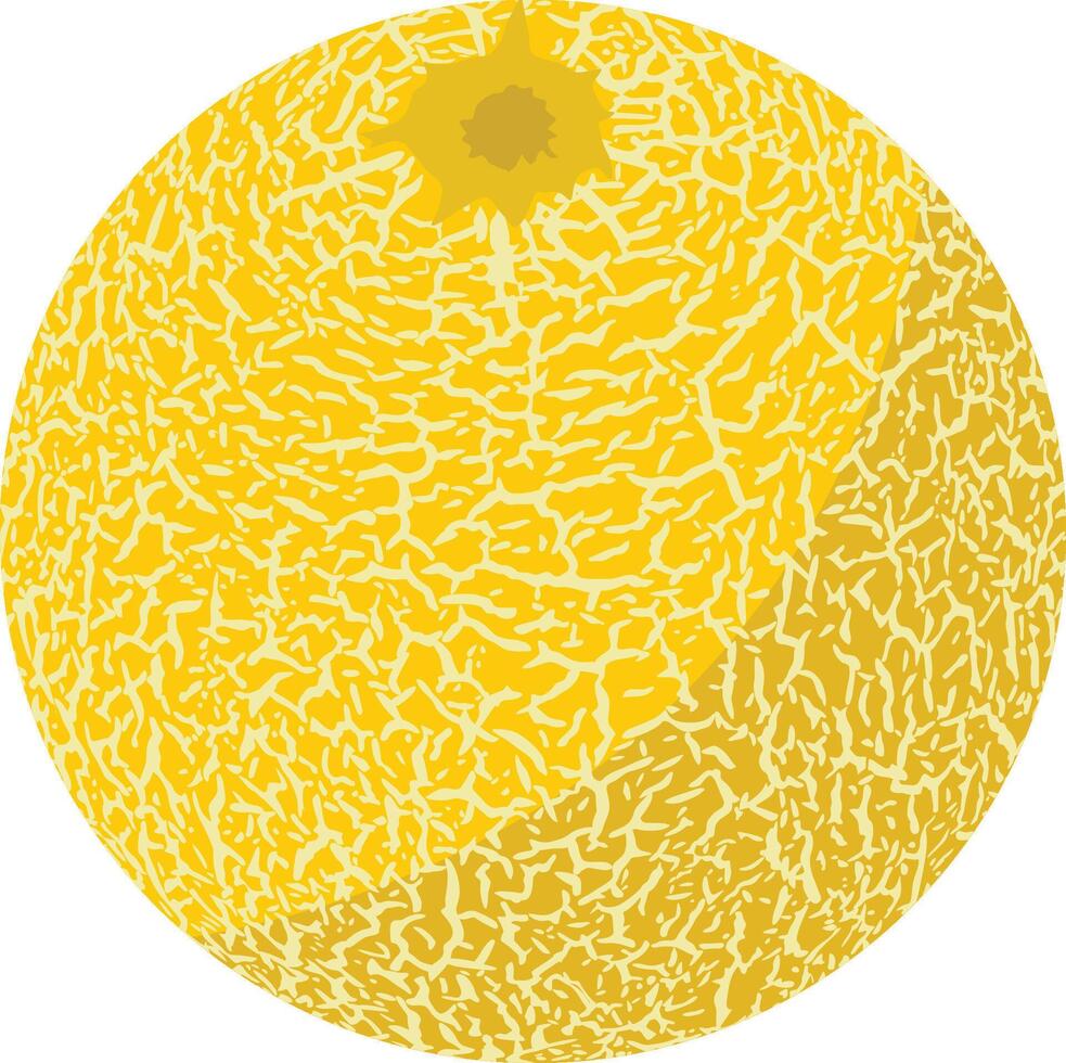 Cantaloupe melon isolated on white vector