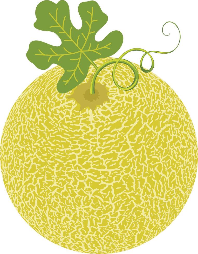 Cantaloupe melon with leaf isolated vector