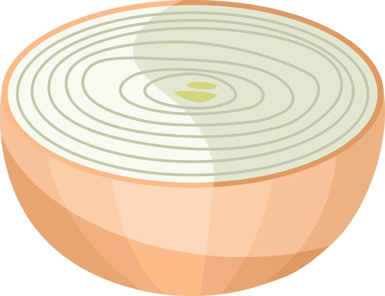 Half of fresh onion cut vector