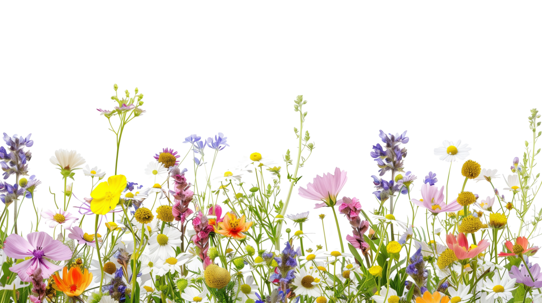 A bouquet of vibrant wildflowers forming a delicate border frame in the foreground, isolated on a transparent background png