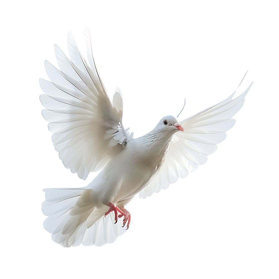 A serene dove in mid-air, symbolizing peace and freedom, isolated on a transparent background png