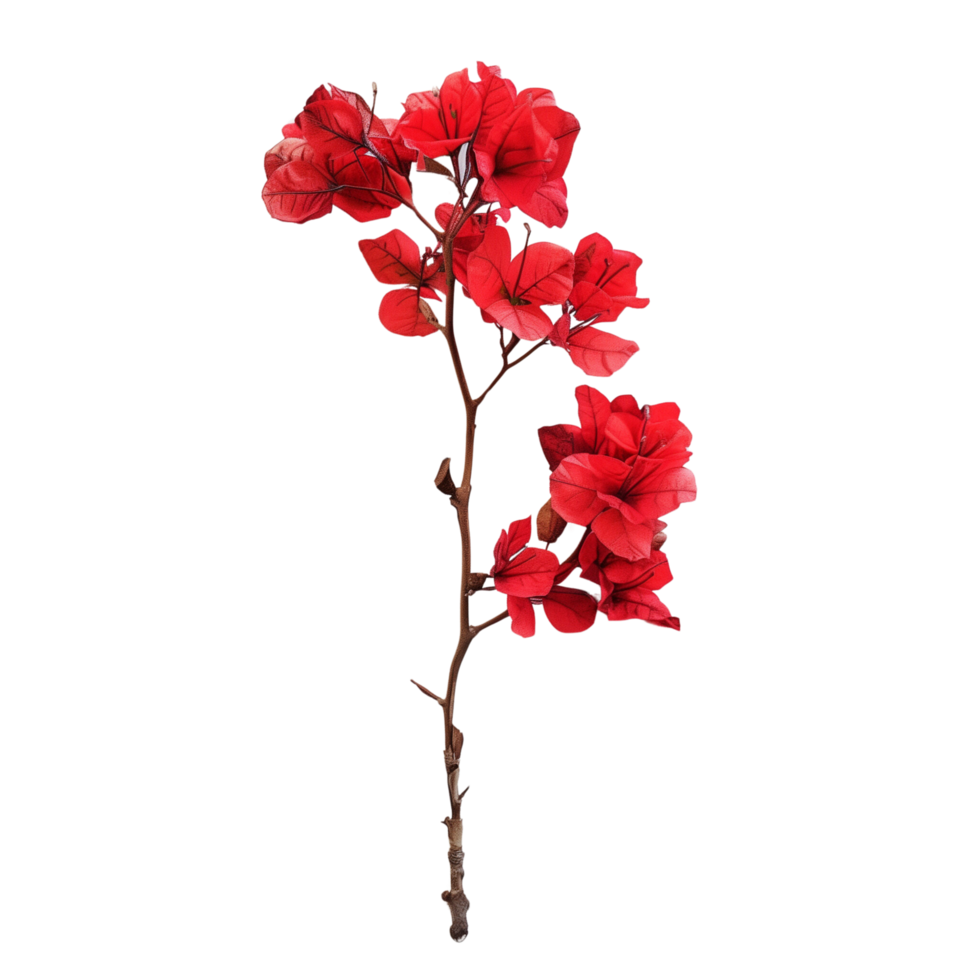 A single branch of vibrant red flowers center isolated on a transparent background png