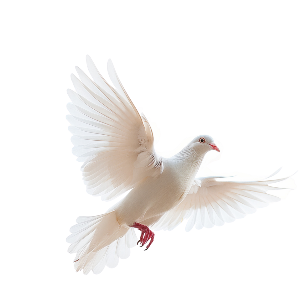 A serene dove in mid-air, symbolizing peace and freedom, isolated on a transparent background png
