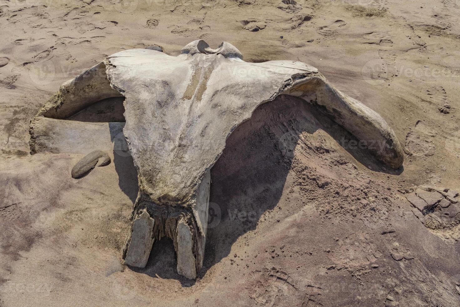 A whale skull in the Skeleton Coast in Namibia in Africa. photo