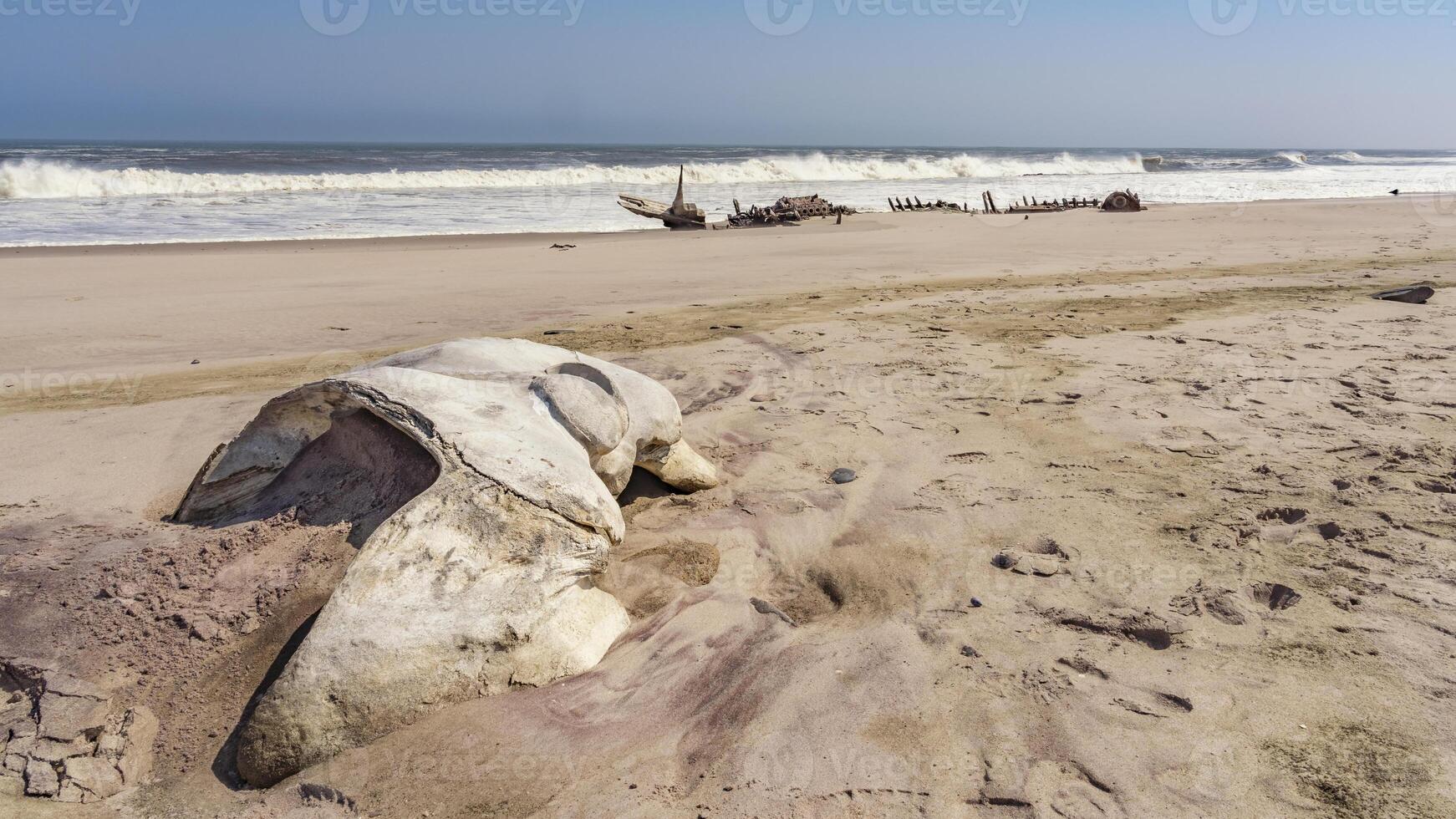 A whale skull near a shipwreck in the Skeleton Coast in Namibia. photo