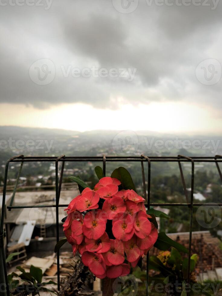 Red Euphorbia flowers, or Euphorbia milii with valley and sky background photo