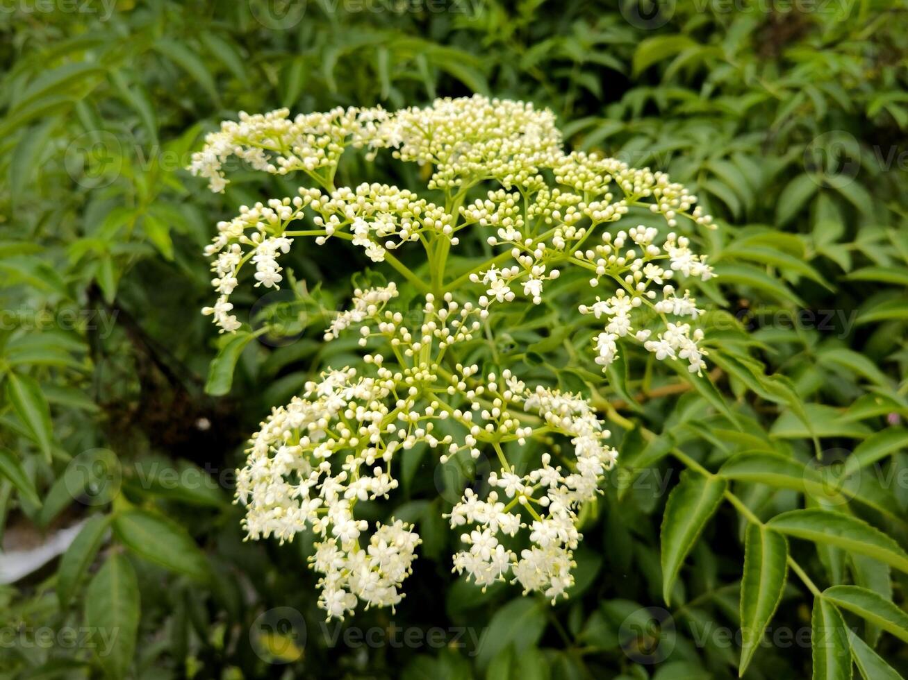 Chinese elder or Sambucus javanica flowers. Adoxaceae perennial plants. It has many white florets on corymbs in summer and has yellow glands. photo