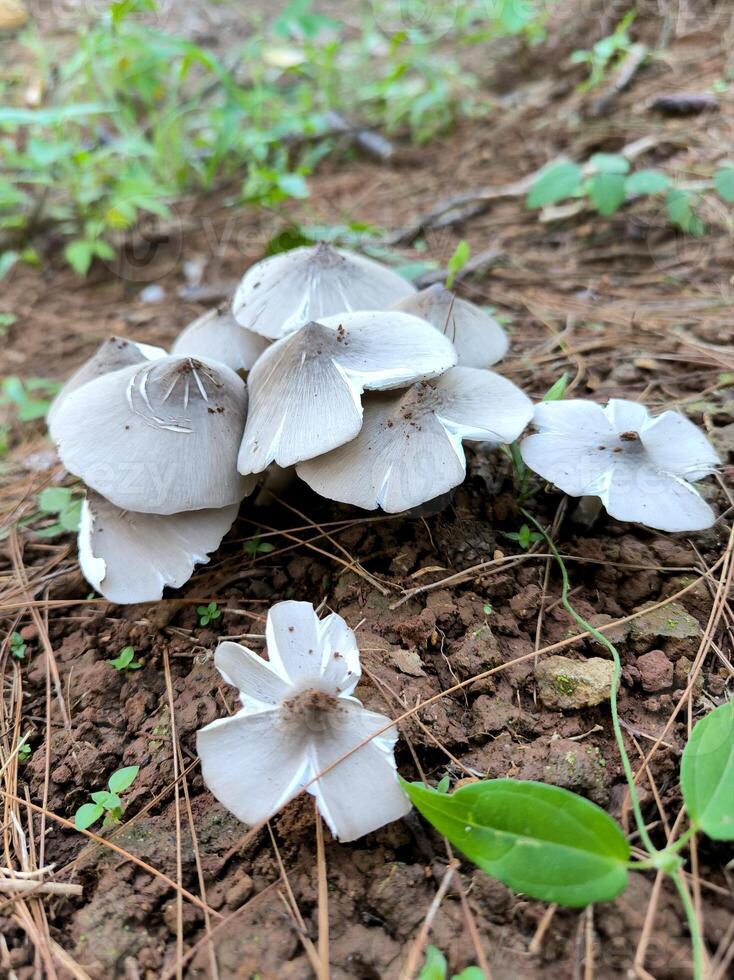 Termitomyces or Moon mushroom or Jamur BUlan or jamur supa barat atau suung bulan or Gymnopus sp. lives on the ground of forest photo