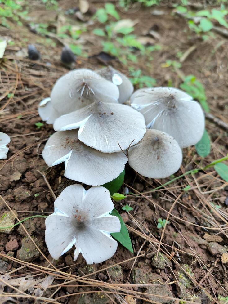 Termitomyces or Moon mushroom or Jamur BUlan or jamur supa barat atau suung bulan or Gymnopus sp. lives on the ground of forest photo