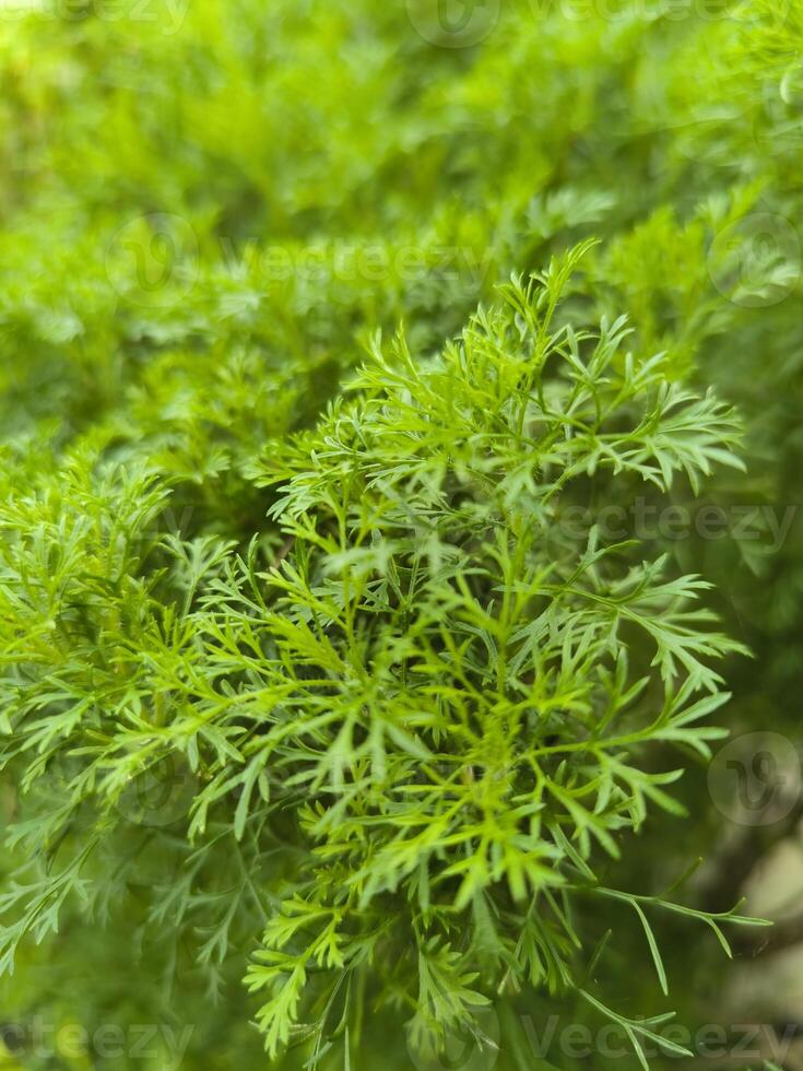 Organic Coriander, Southernwood , Beautiful view of Coriander, Fennel dill or Anethum graveolens photo