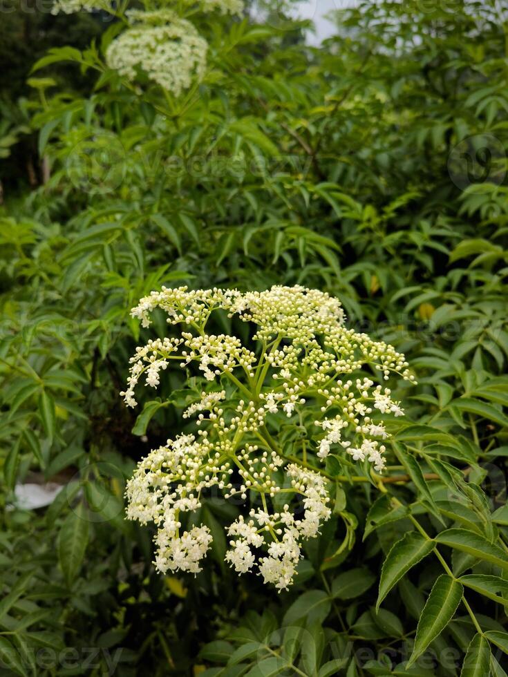 Chinese elder or Sambucus javanica flowers. Adoxaceae perennial plants. It has many white florets on corymbs in summer and has yellow glands. photo