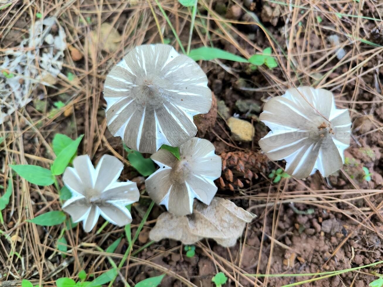 Termitomyces or Moon mushroom or Jamur BUlan or jamur supa barat atau suung bulan or Gymnopus sp. lives on the ground of forest photo