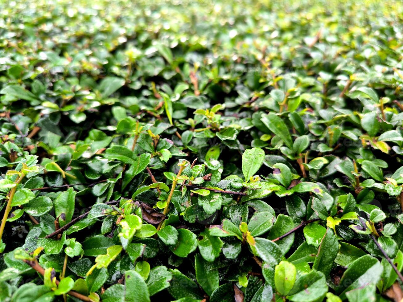 Texture of green leaves of the tempuhi tree or canarium acutifolium photo