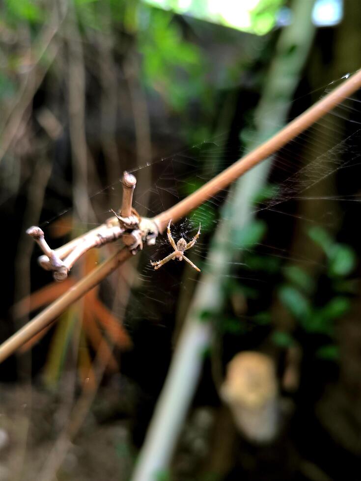 Spider and it's web close up photo