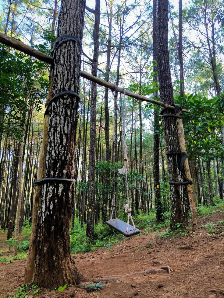 Swing between two pine trees photo