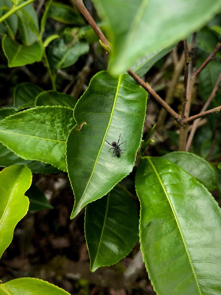 Black ants on tea leaves in a tea garden in Kemuning, Karanganyar, Indonesia photo