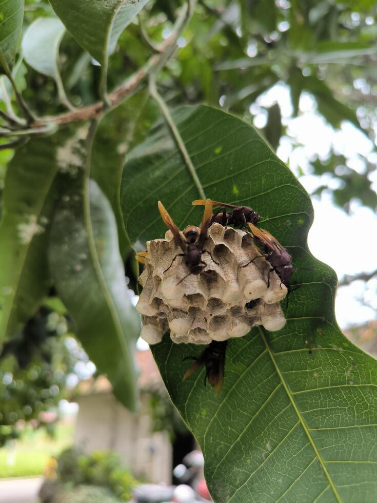 Redhead Paper Wasp or Polistes spp. nest on a branch of tree, swarm of wasp photo