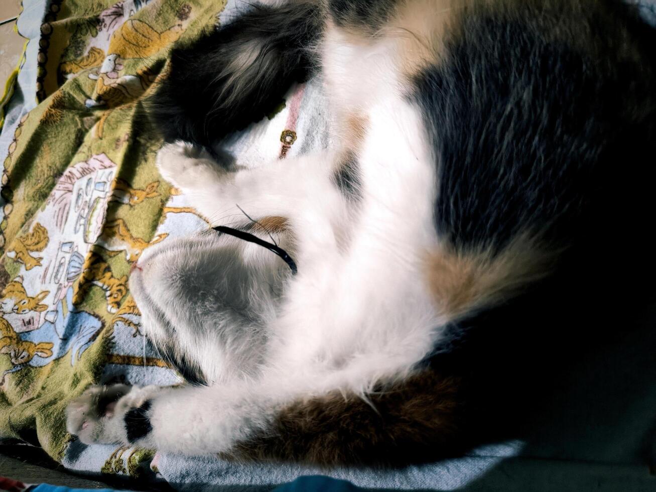Unusual pose of cute baby cat photo