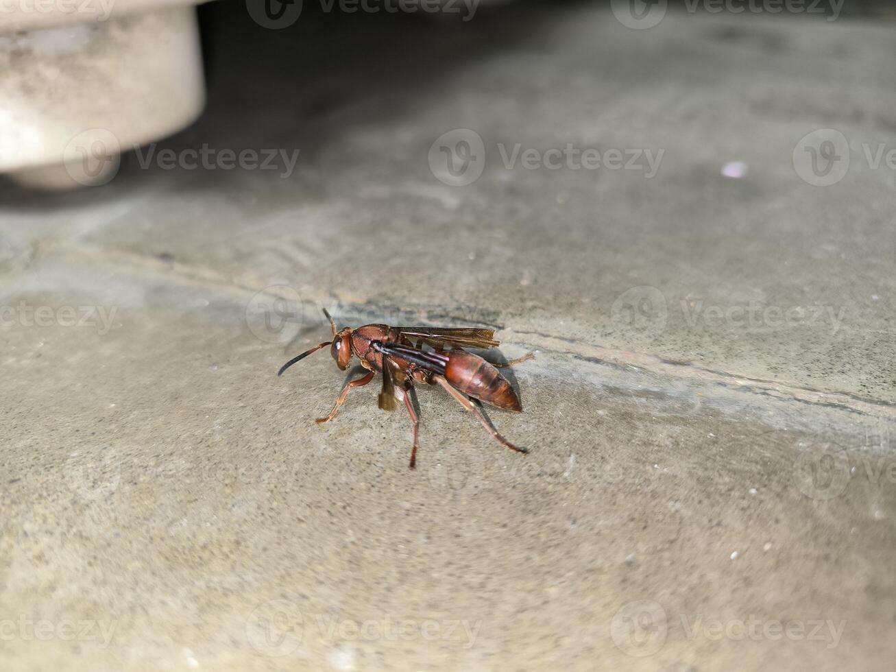 Polistes Canadensis or red paper wasp or tawon merah on the floor photo