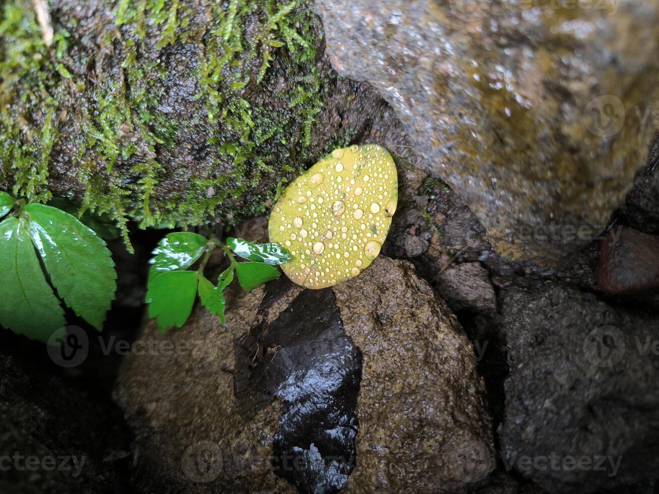 Dew on leaf photo