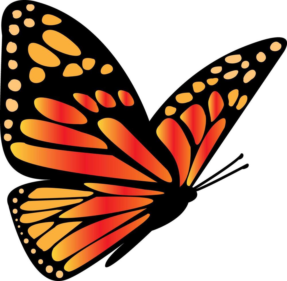 Butterfly with Orange and Black Wings Flies on a White Background. Ethereal Butterfly Winged Silhouette Illustration. Colorful Monarch Metamorphosis Closeup. Tropical Element. illustration vector