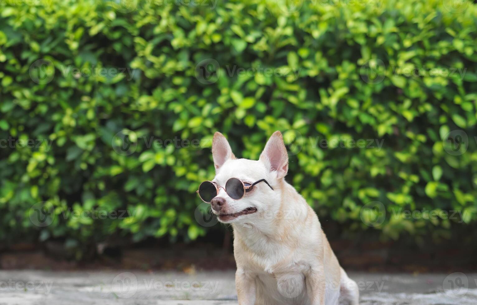 cute brown chihuahua dog wearing sunglasses sitting on cement floor in the garden. looking away. photo