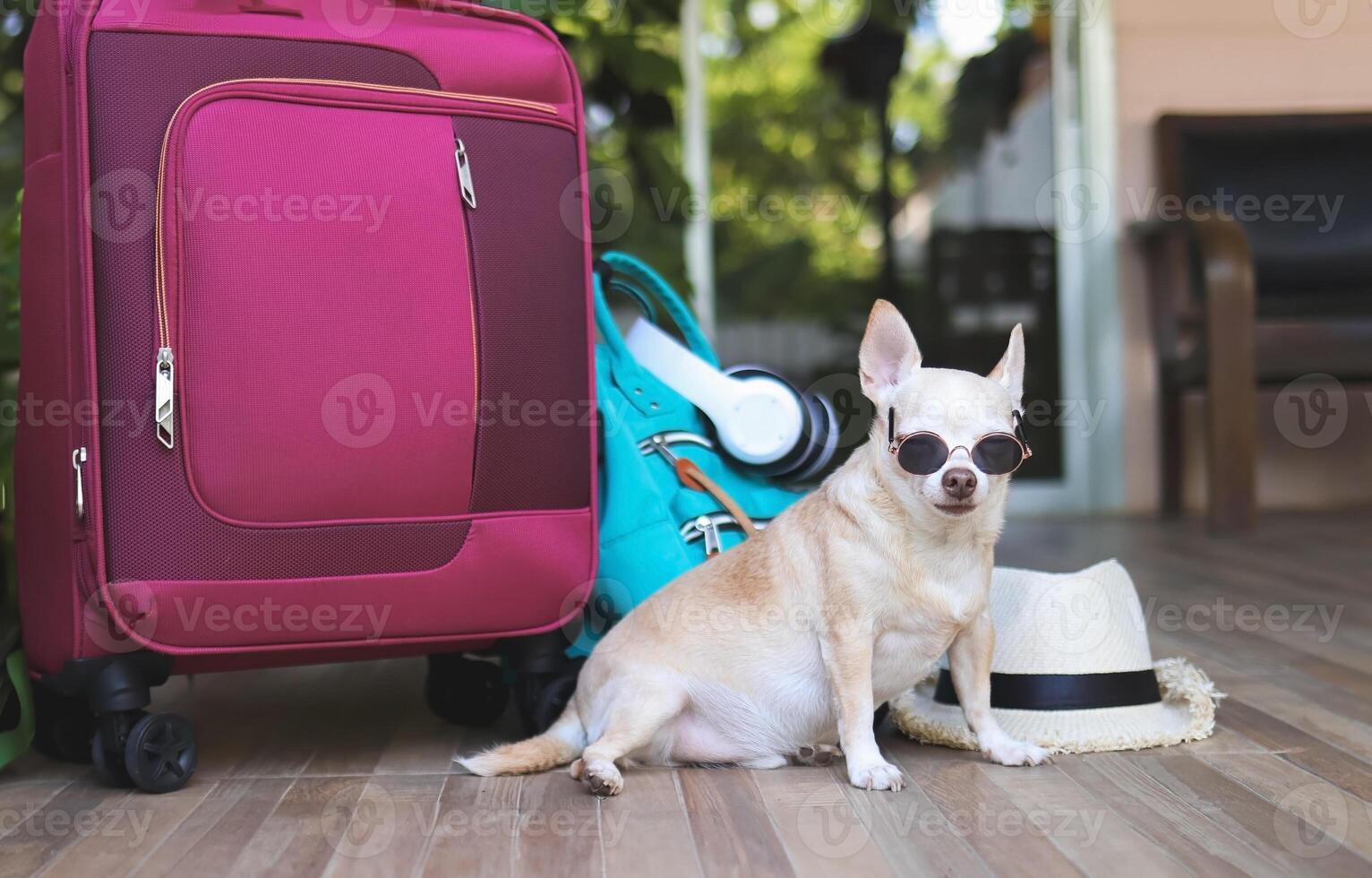 brown short hair chihuahua dog wearing sunglasses sitting with blue backpack , pink suitcase and straw hat, looking at camera. Travel with pets concept. photo