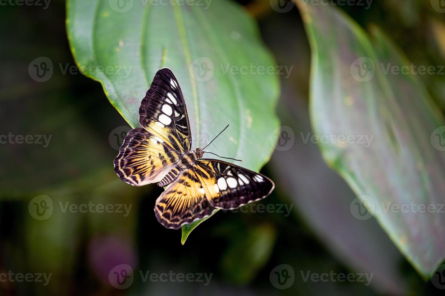 Parthenos sylvia, the Clipper butterfly on a leaf photo