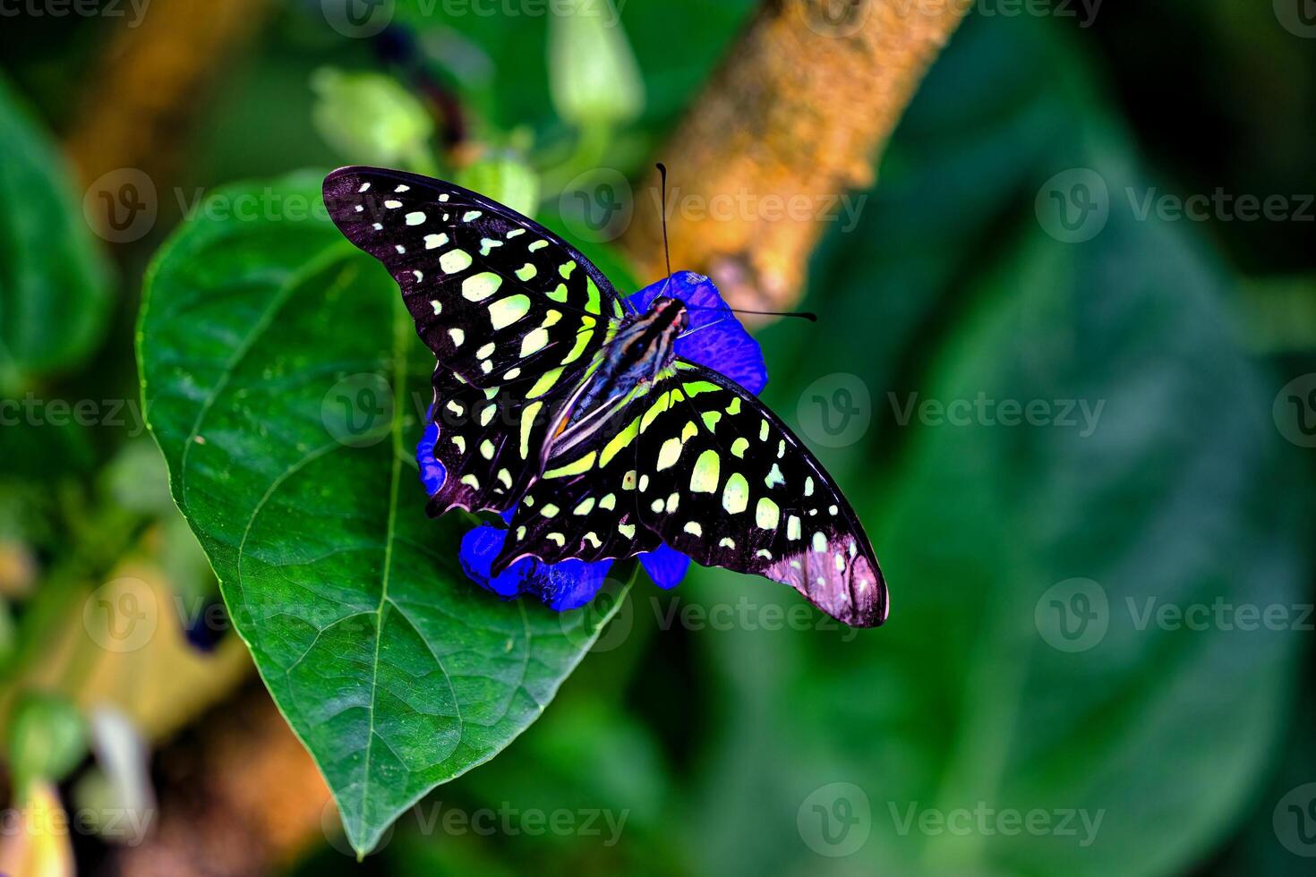 Beautiful and colorful butterfly Graphium sarpedon, Prague Fata Morgana photo
