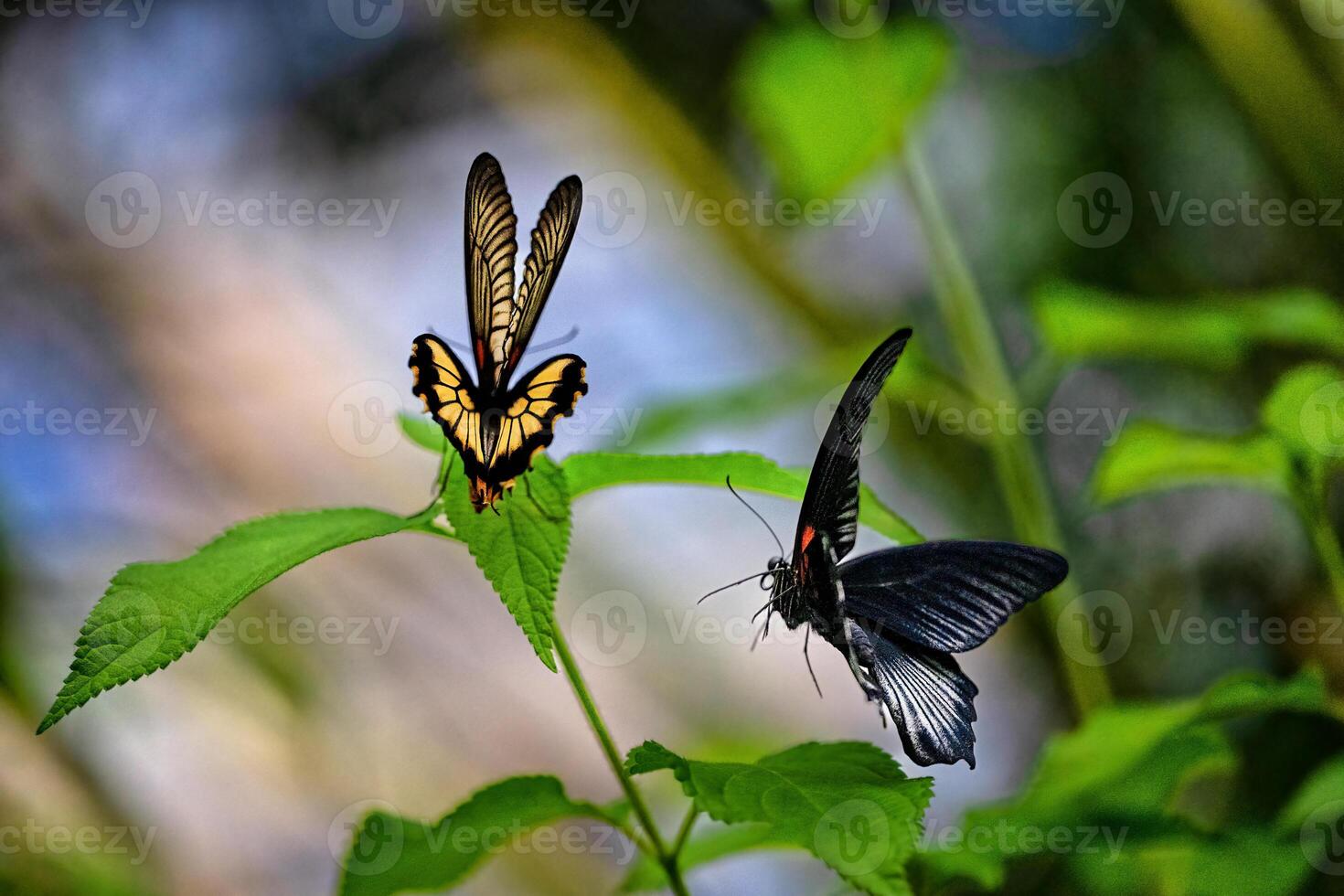 Great mormon, Papilio memnon, Male and Female photo
