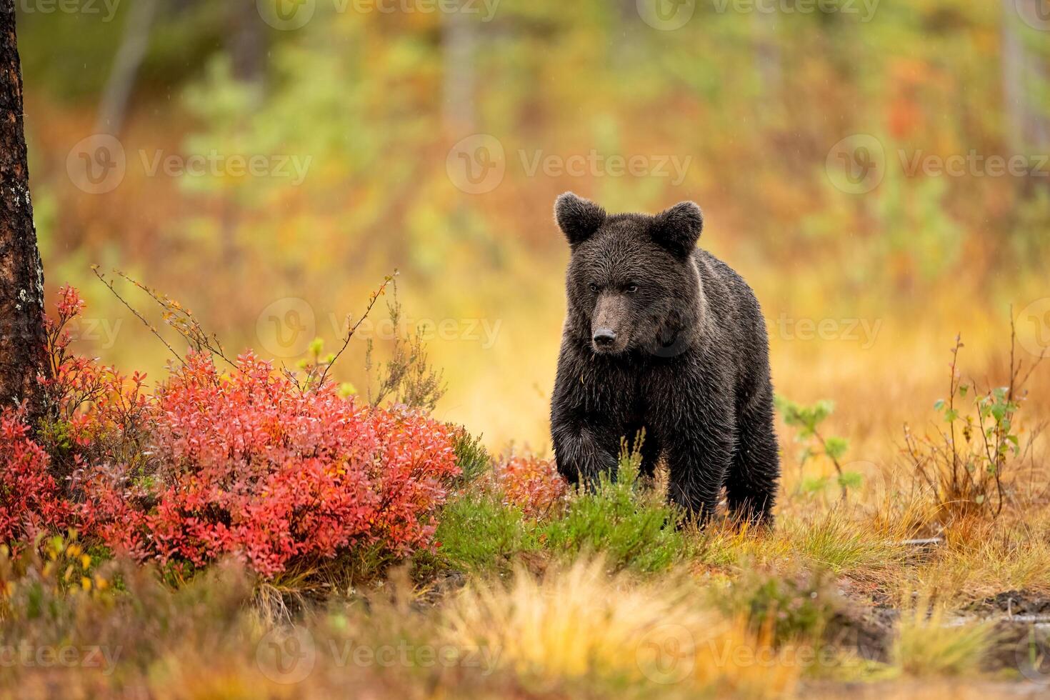Wildlife in Finland. Bears, Wolverine and birds. photo