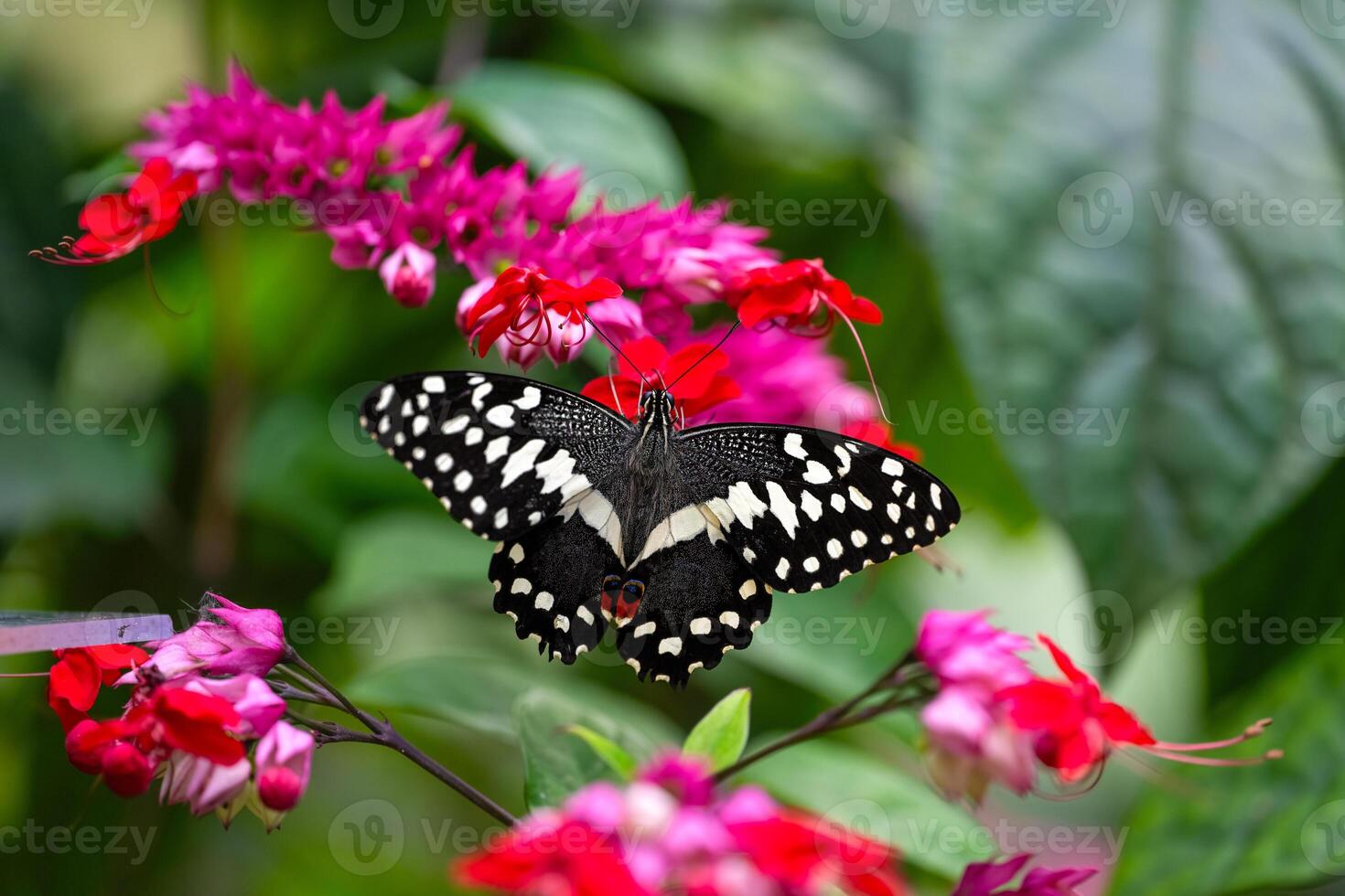Citrus swallowtail is sucking nectar. Papilio demodocus photo
