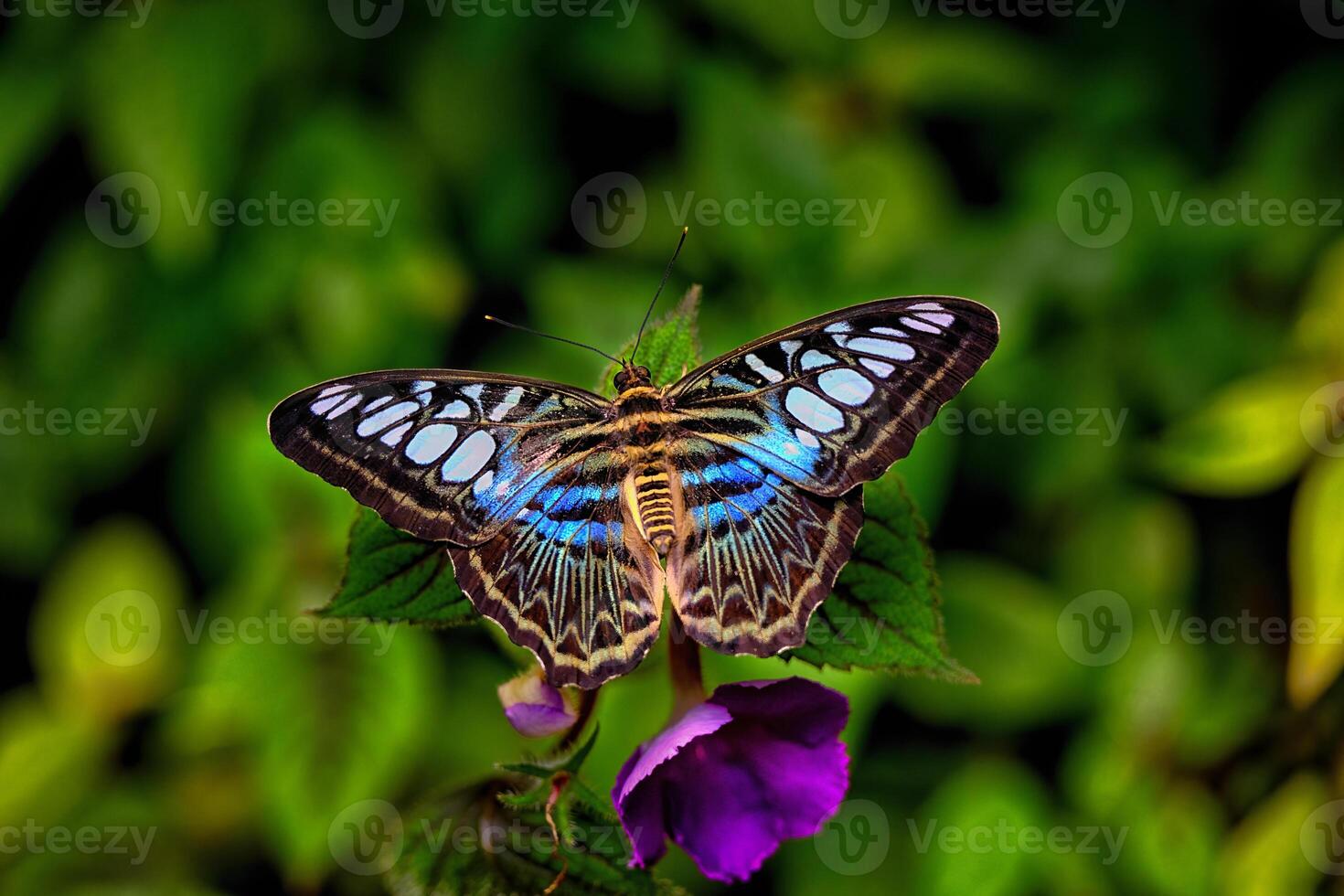 Kallima sylvia butterfly on a blossom. Prague Fata Morgana. photo
