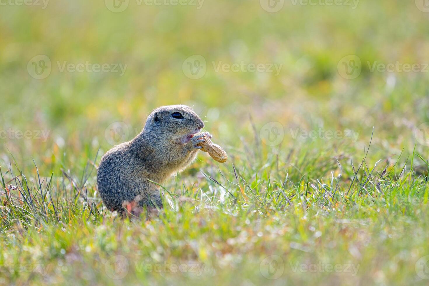 European ground squirrel, Spermophilus citellus, in the meadow photo