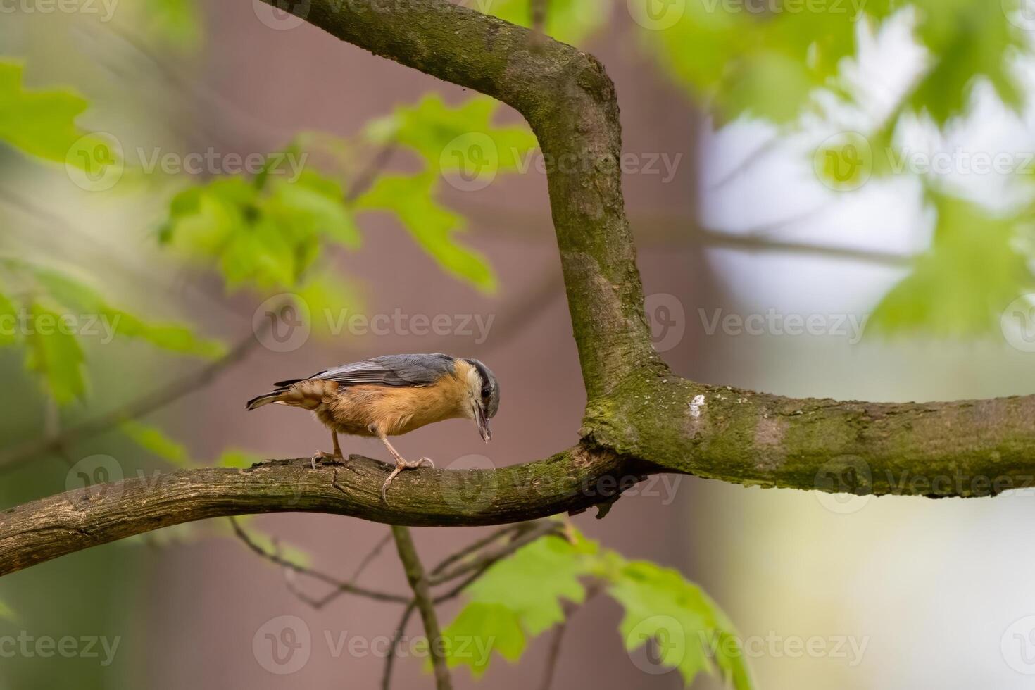 The Eurasian nuthatch or wood nuthatch, Sitta europaea photo