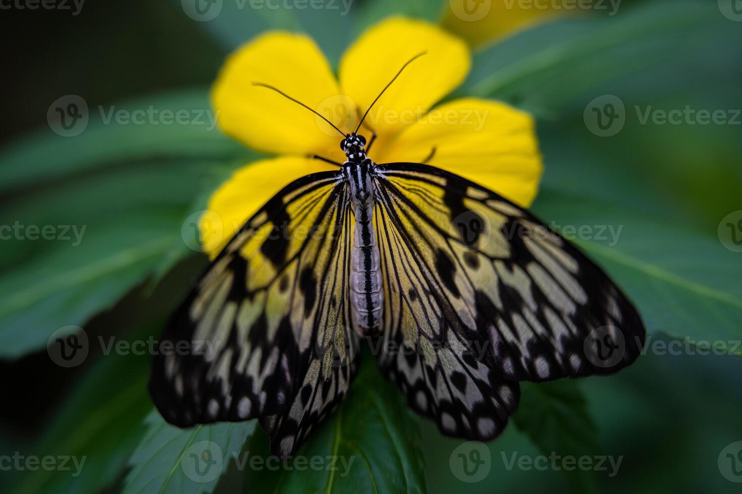 Idea leuconoe butterfly on the blossom, Czech Botanical garden photo