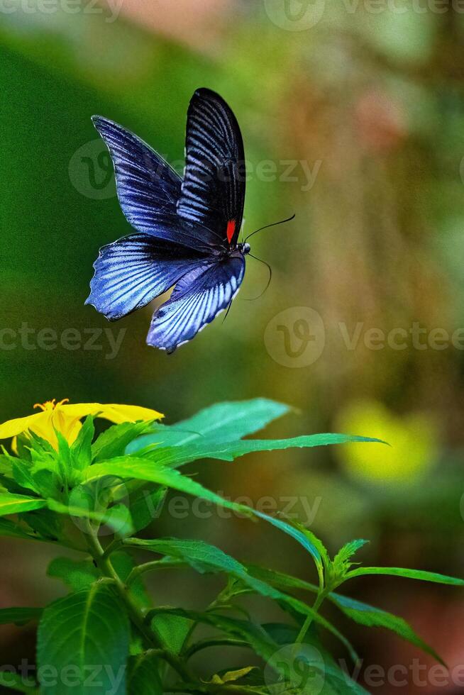 Flying Great Mormon butterfly, Papilio memnon. Prague Fata Morgana. photo