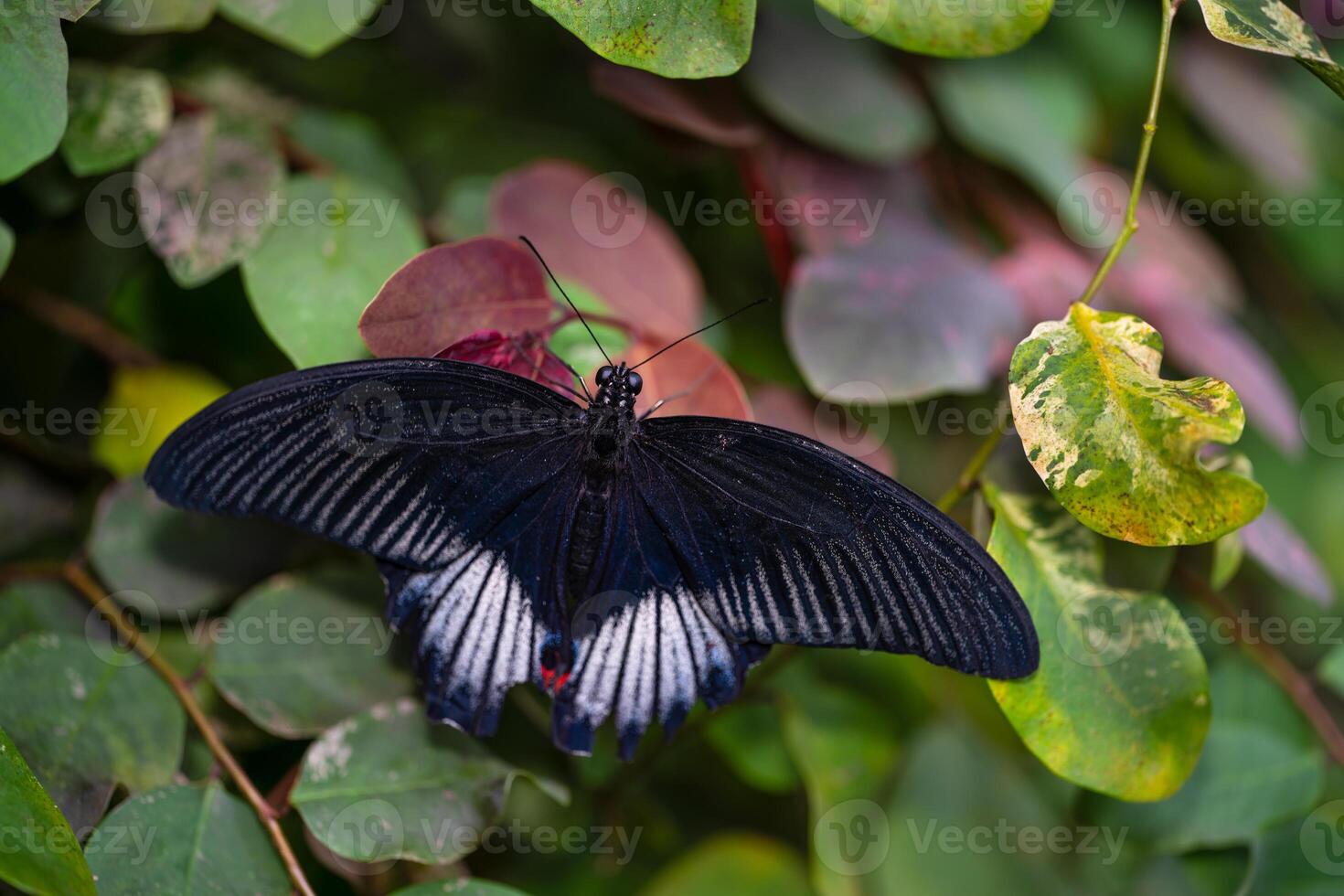 Papilio memnon, Czech Botanical garden, Fata Morgana greenhouse. photo