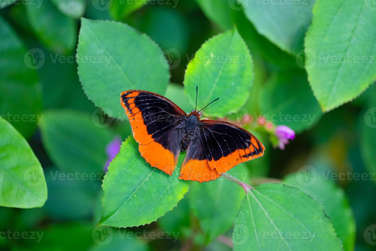 Flame-bordered Emperor is resting on the leaves. Charaxes protoclea photo