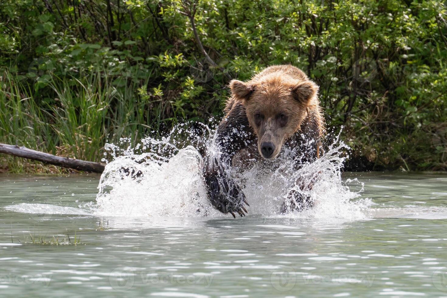 Grizzly running in the Crescent Lake, Alaska, US photo