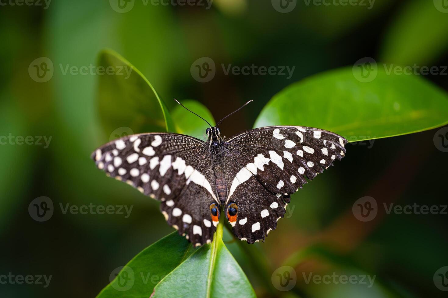 Citrus swallowtail is resting on the leaves. Papilio demodocus photo