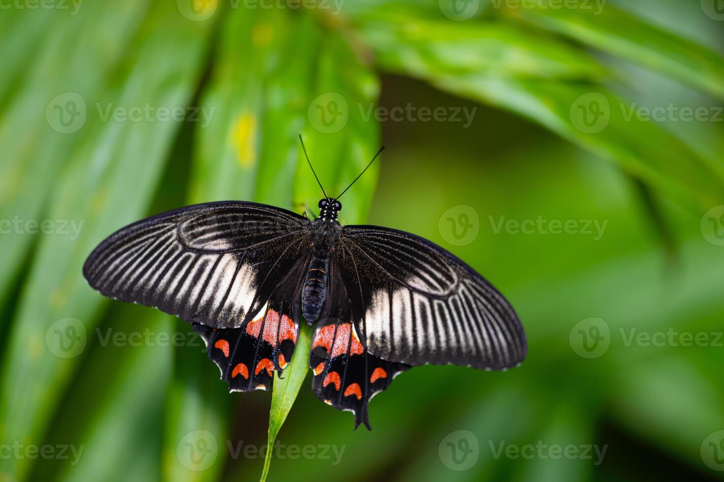 Common mormon is resting on the leaves. Papilio polytes photo