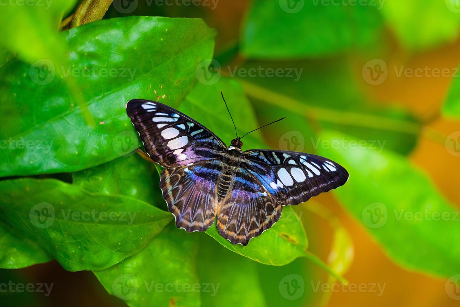 Blue clipper butterfly is resting on the leaves. Kallima sylvia photo