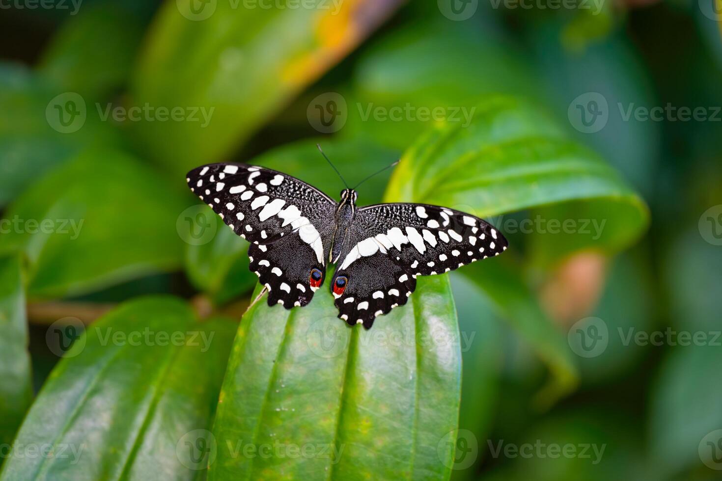 Citrus swallowtail is resting on the leaves. Papilio demodocus photo