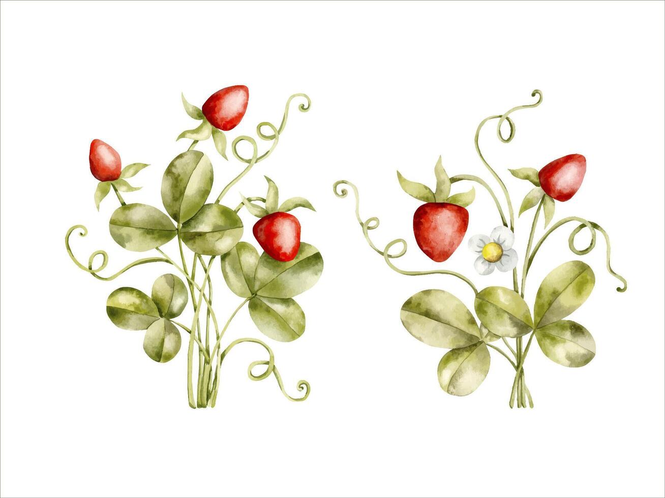 Hand-drawn, watercolor illustration with set with two bright strawberry bushes with leaves, berries and flowers. Cartoon berries illustration, in kids style vector