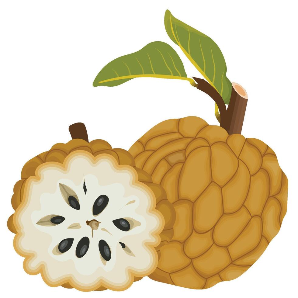 Sugar Apple Fruits Illustration vector